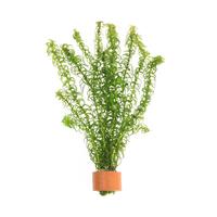 Elodea canadensis BUNDEL 5cm Tray 10 × 60 £ 1.79 (Tray) £ 1.77 Shelf £ 1.77 Trolley Tray £ 1.79 × 10 (0.3%)