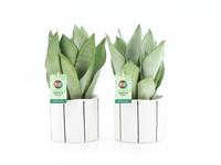 Sansevieria Moonshine in Banksy ceramic