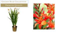 Crocosmia Briljant