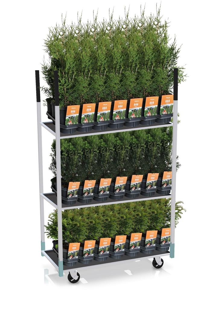 Afbeeldingen van Hedgeline in varieties P19 (3 Ltr)