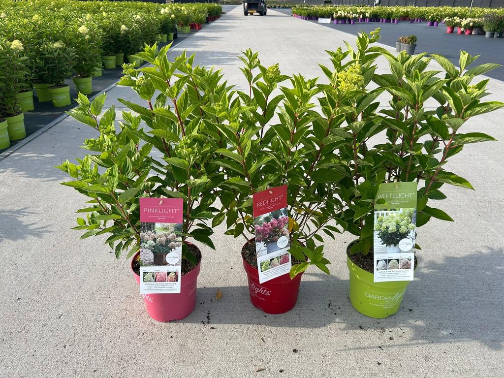 Picture of Hydrangea pan. Garden Lights in varieties P19 (3 Ltr) 50CM