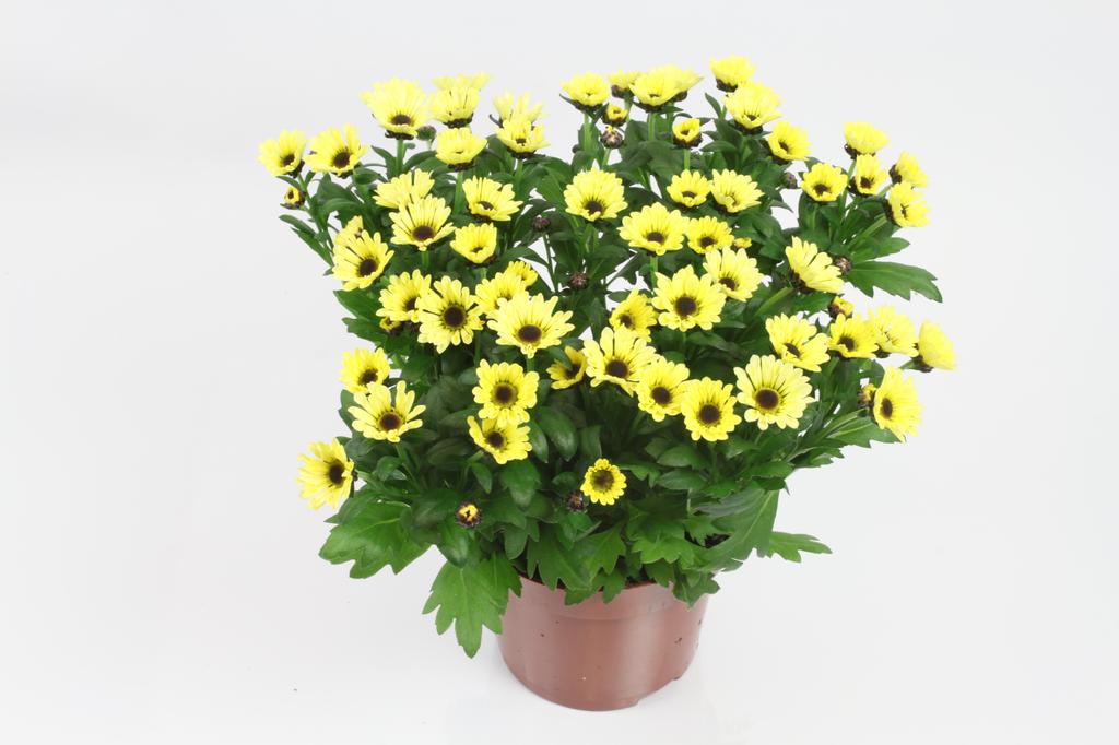 Picture of Chrysant Happy Day P12 21CM