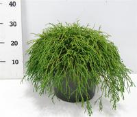 Chamaecyparis pis. Filifera Nana