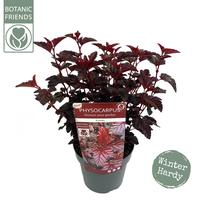 Physocarpus opu. Rubella
