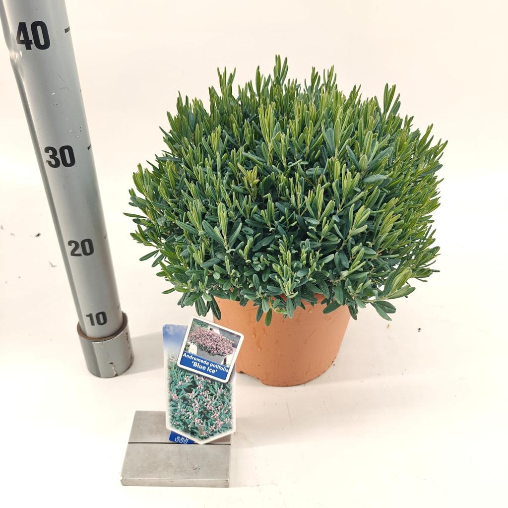 Picture of Andromeda pol. Blue Ice P23 (5 Ltr)