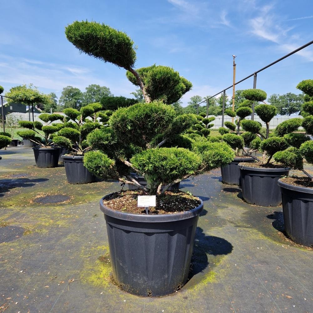 Picture of Juniperus med. Mint Julep C130 BONSAI-100/120