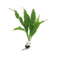 Microsorum pteropus BUNDEL 5cm Tray 10 × 60 £ 1.68 (Tray) £ 1.66 Shelf £ 1.65 Trolley Tray £ 1.68 × 10 (0.3%)