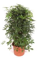 Schefflera arboricola Compacta