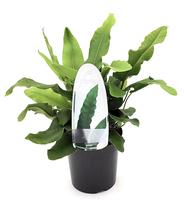 Asplenium scolopendrium