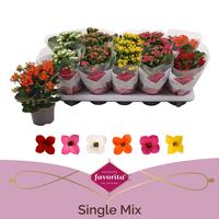Kalanchoe Favorita 6 colour mix