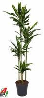 Dracaena Cintho 120-90-60-30