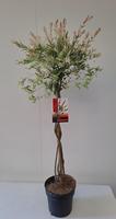 Salix int. Flamingo