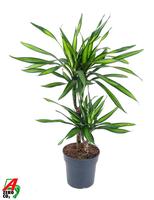 Dracaena Riki 30-10