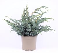 Juniperus squa. Meyeri