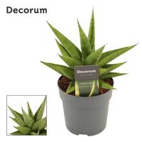 Sansevieria Snow Lotus Crown