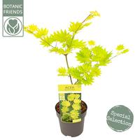 Acer shir. Aureum