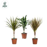 Houseplants in varieties Air so Pure