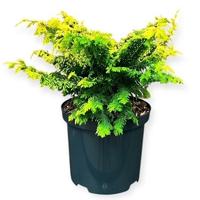 Chamaecyparis obt. Fernspray Gold