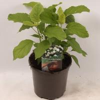 Hydrangea arb. Annabelle