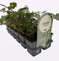 Hedera hel. Hibernica