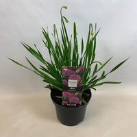 Allium Millenium