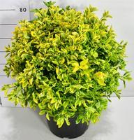 Euonymus jap. Aureus