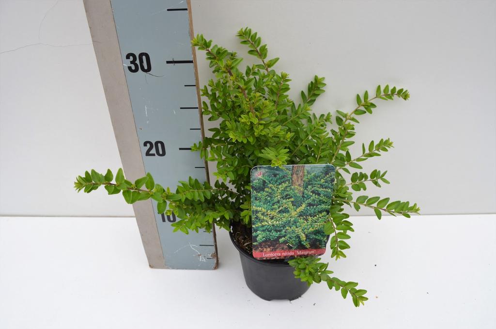 Billede af Lonicera nitida Maigrun P13