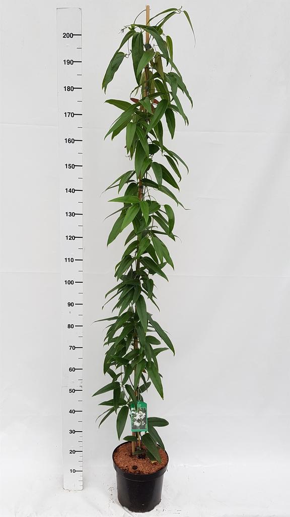 Picture of Clematis armandii P26 (7.5 Ltr)