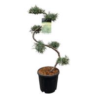 Juniperus virg. Grey Owl