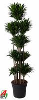 Dracaena compacta 150-carrousel
