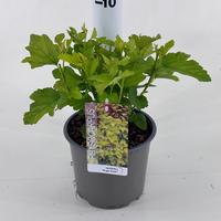 Physocarpus opu. Minange Angel Gold
