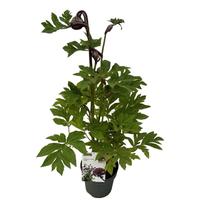 Angelica gigas