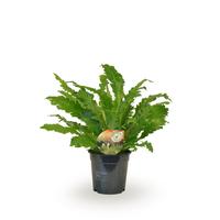 Asplenium Campio (INDOOR)
