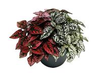 Hypoestes phyll. TRIO