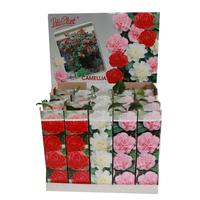 Camellia japonica. in varieties