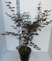 Acer pal. Red Emperor