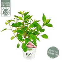 Hydrangea arb. Ruby Annabelle