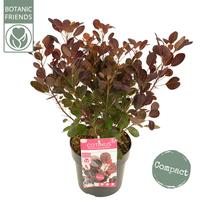 Cotinus cogg. Lilla