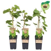 Vitis vin. Himrod (seedless)