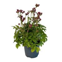 Astrantia premium Red