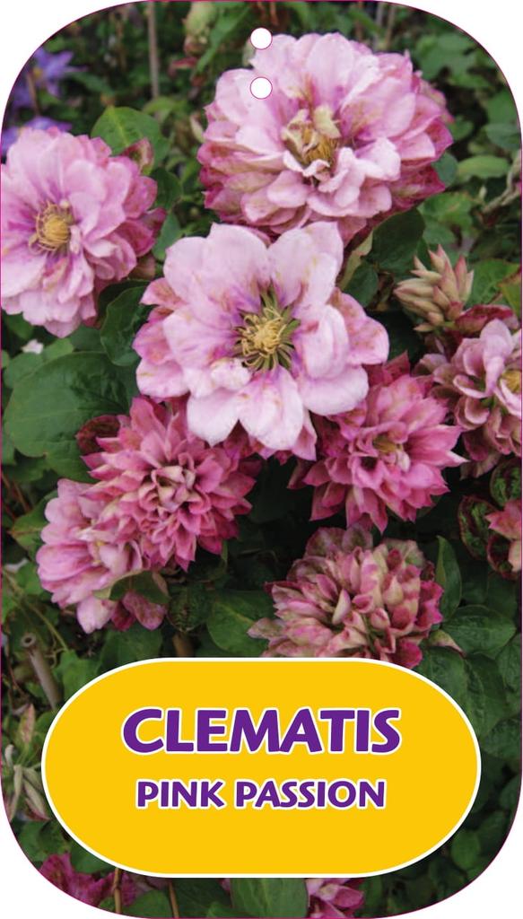 Obrazek Clematis Pink Passion P15 (2 Ltr/high) 80/100