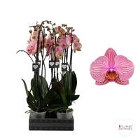 Phalaenopsis hybrid Jupiter