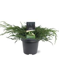 Juniperus squa. Blue Carpet