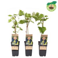 Vitis vin. Boskoop Glory