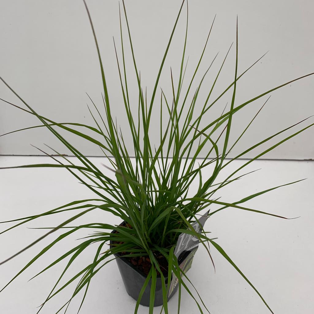 Picture of Pennisetum Viridescens P17 (2 Ltr) Square