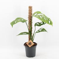 Monstera Esqueletto