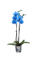 Phalaenopsis hybrid I Am Blue painted