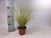 Carex brun. Jenneke