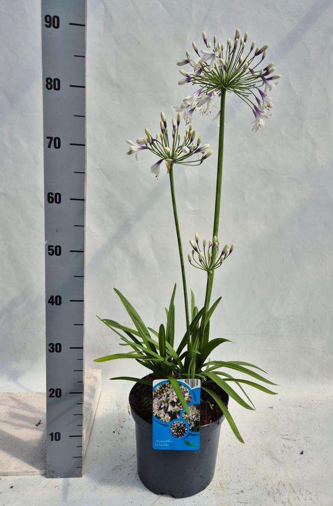 Obrázek Agapanthus Fire Works P23 (5 Ltr)