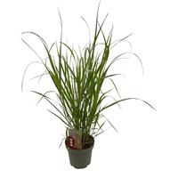 Panicum virg. Squaw